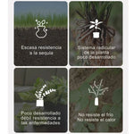 BioTerra™ Fertilizante Activador